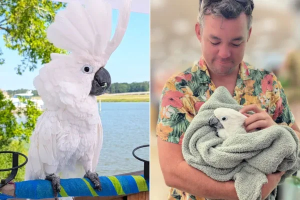 Cacatua cega e negligenciada vence prêmio inédito de terapia