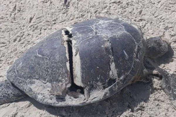 A foto desta tartaruga com o casco rachado vai partir seu coração