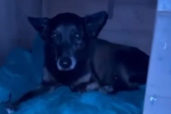 Cachorro orelha morreu após ser espancado por adolescentes