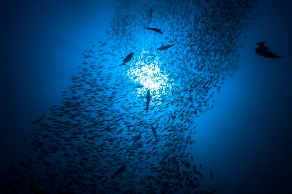 Foto colorida de animais marinhos no oceano - Metrópoles