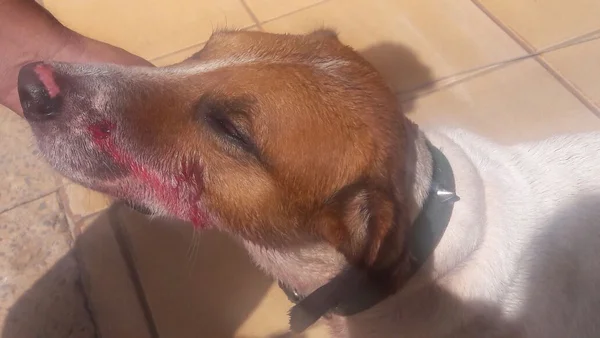 Homem atira em cachorro da vizinha, em São Sebastião
