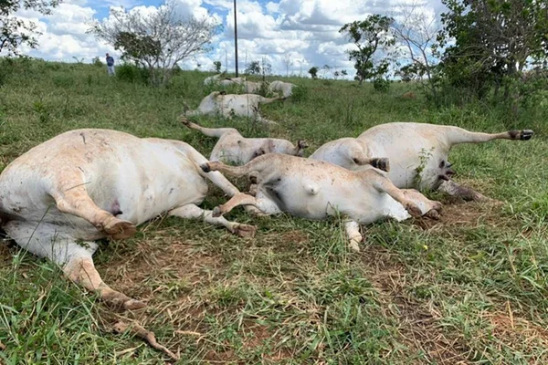 Vacas prenhas mortas em campo de fazenda. Elas foram eletrocutadas por cabo de energia rompido - Metrópoles