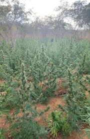 Pés de maconha que foram destruídos pela PF Pés de maconha que foram destruídos pela PF