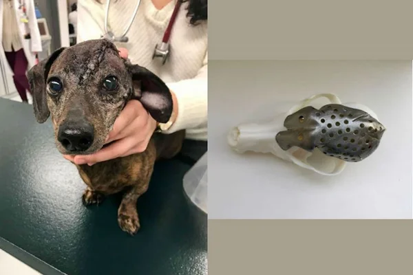 Após retirar tumor cerebral, cachorrinha ganha crânio impresso em 3D