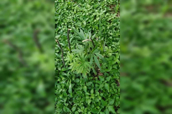 Maconha em jardim