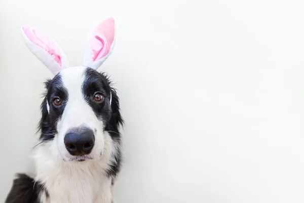 Cachorro com orelha de coelho