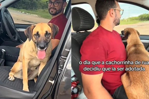 Vídeo: vira-lata que vivia em praia encontra casal e “força” adoção