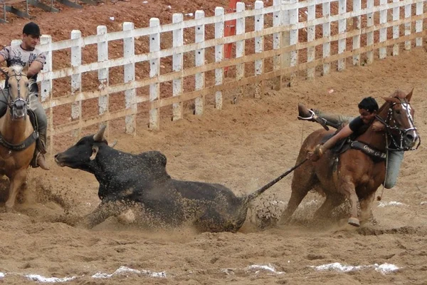 Juiz proíbe utilização de animais em vaquejadas no DF