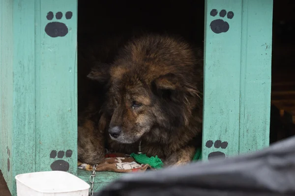 Tragédia no RS: mutirão de castração de pets resgatados acaba no MP