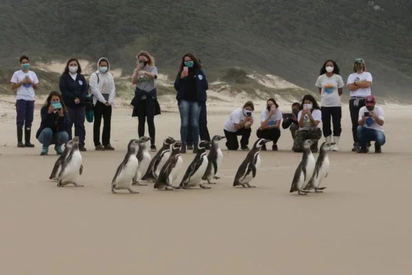 Vídeo: pinguins são soltos em praia de Florianópolis