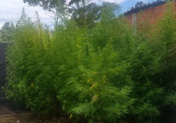 PM acha plantação de maconha em uma casa na capital paulista após roubo de refrigerantes