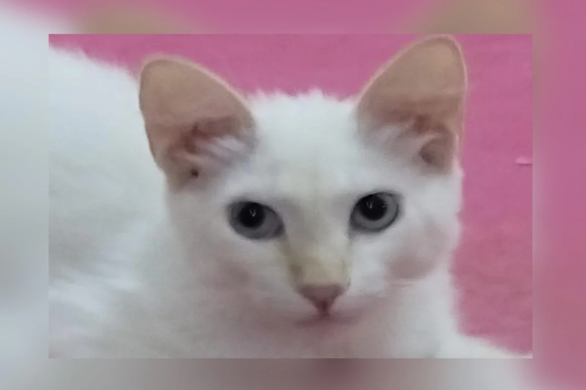 Shopping do DF fará feira de adoção de cães e gatos neste sábado - imagem 9 Shopping do DF fará feira de adoção de cães e gatos neste sábado - imagem 9