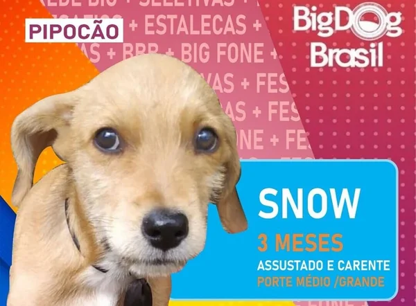 Prefeitura de Pinais, no Paraná, promoveu campanha de adoção de cães inspirada no BBB