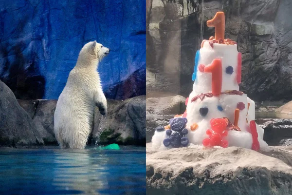 O filhote de urso-polar, chamado Nur, nasceu no Aquário de São Paulo no dia 17 de novembro de 2024. Ela ganhou um bolo de aniversário - Metrópoles