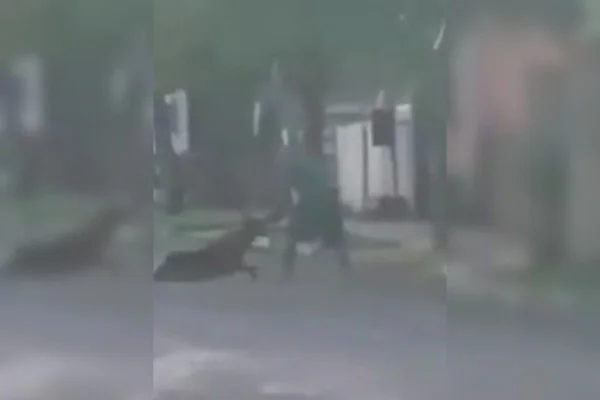 Vídeo: homem é filmado ao espancar pastor alemão no meio da rua