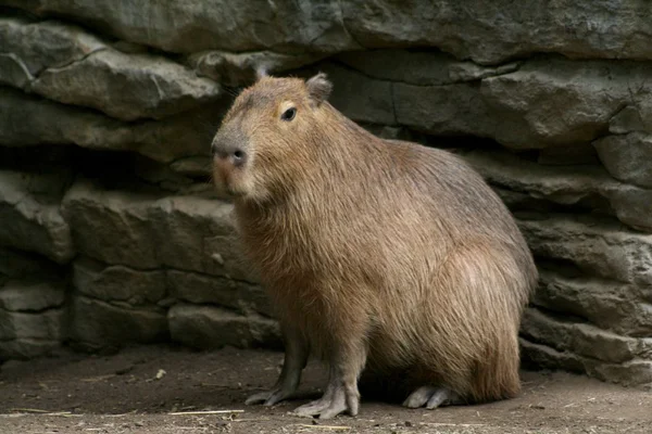 Capivara