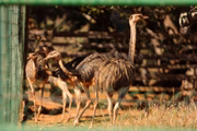 As aves Ema, "parente" do emu, em seu habitat do zoo próximo ao recinto