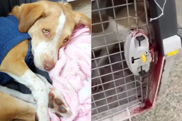 Advogada Giovana Poker esclareceu o caso de cadela que foi ferida em voo da Latam. Tutora postou vídeo da pet ensanguentada em caixa - Metrópoles