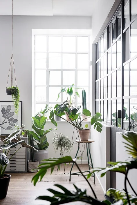 As novas formas de expor plantas em casa
