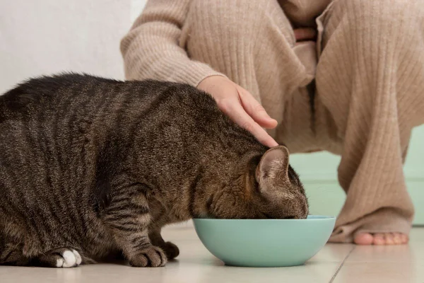 Gato se alimentando de ração