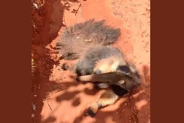 Tamanduá-bandeira é resgatado ferido e debilitado em estrada do DF