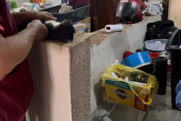 Três são presos por esquema que oferecia R$ 50 por sangue de gatos