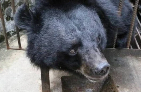 cao que é urso