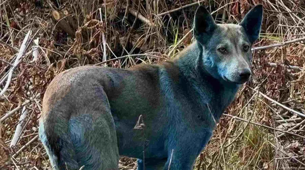 Imagem colorida. Cachorro com coloração azul