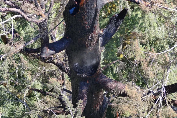Imagem colorida de incêndio em árvore gigante nos Estados Unidos - Metrópoles