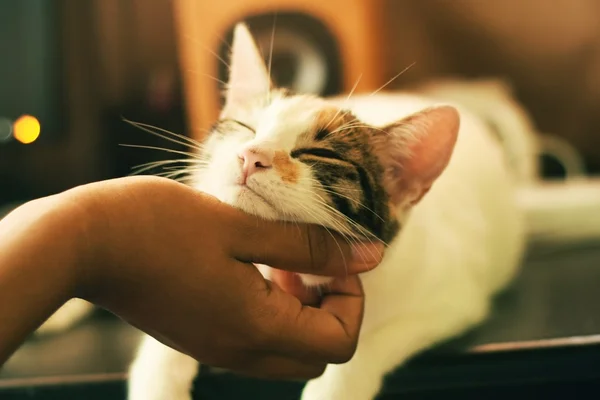 11 imagens de gatinhos irresistíveis para melhorar seu dia