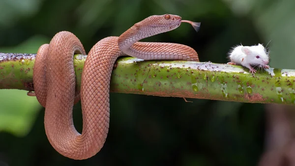 Cobra prestes a dar bote em rato