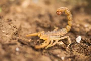 O cheiro forte de algumas plantas incomodam os escorpiões