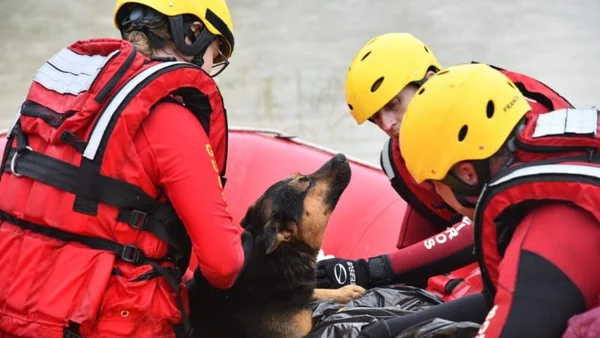 Imagem colorida de cão com bombeiros em resgate - Metrópoles