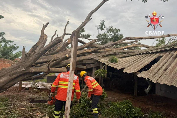 Temporal derruba árvore de grande porte sobre casa na Estrutural