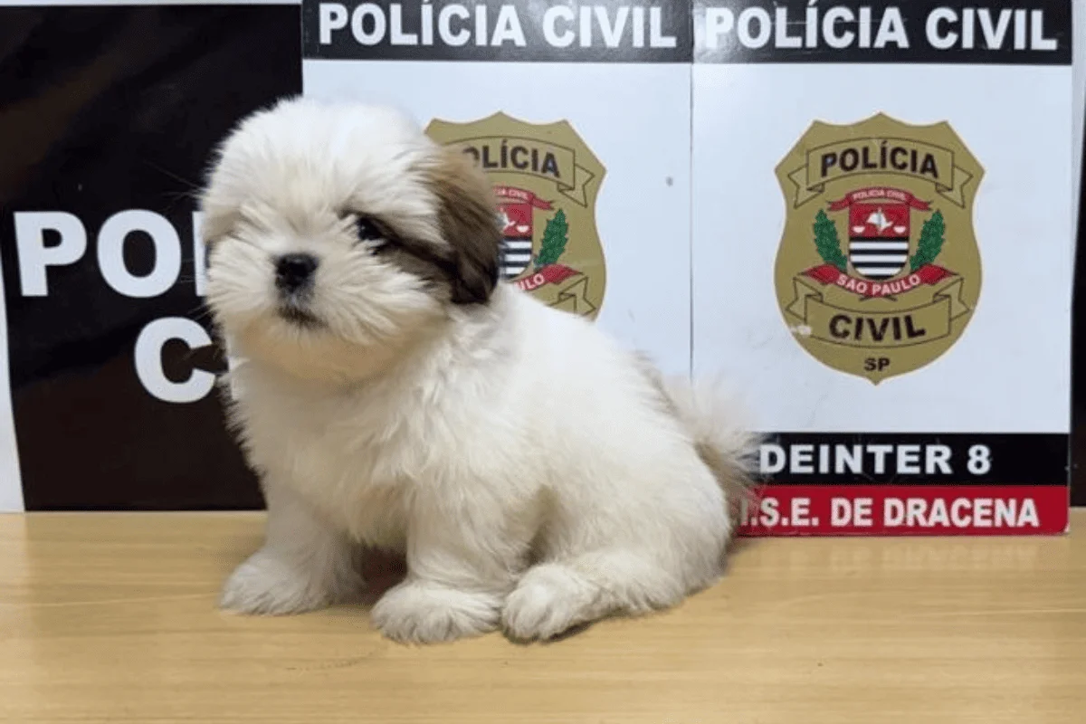 Alerta de fofura: filhote de Shih-tzu é resgatado após 10 dias desaparecido Alerta de fofura: filhote de Shih-tzu é resgatado após 10 dias desaparecido