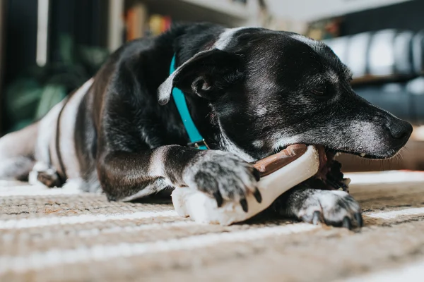 Petisco de orelha de boi é seguro para cães? Veterinária esclarece