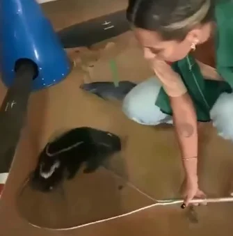 Vídeo. Após voo, gambás são encontrados na asa de avião em GO