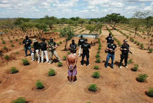 Polícia encontra plantação de maconha na Bahia avaliada em R$ 32 milhões