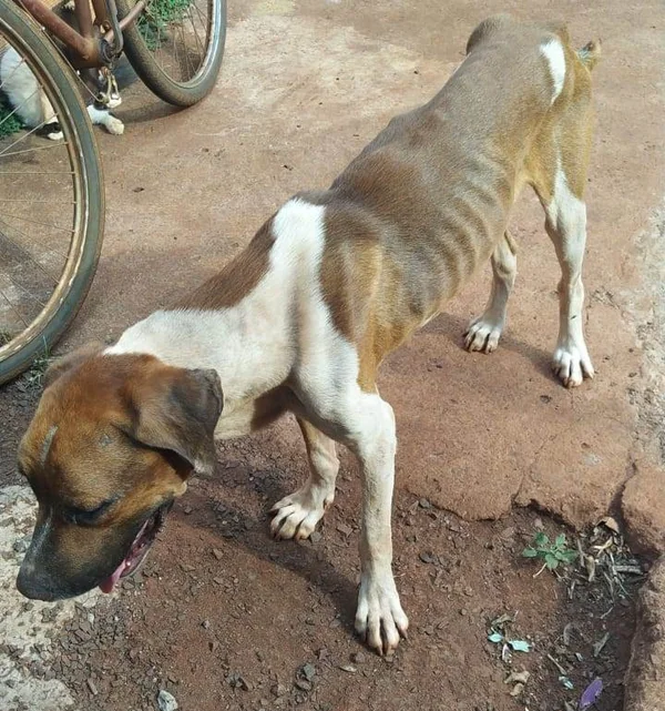 goias maus tratos animais