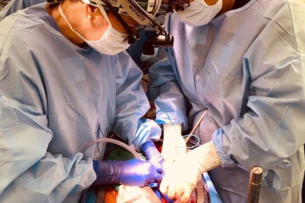Médicos fazem 1º transplante de rins de porco para o corpo humano