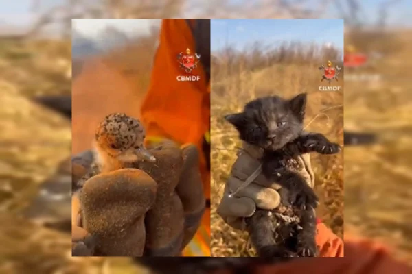 Filhotes de gato e quero-quero são resgatados de incêndio florestal