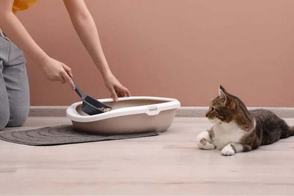 Caixa de areia para gatinhos