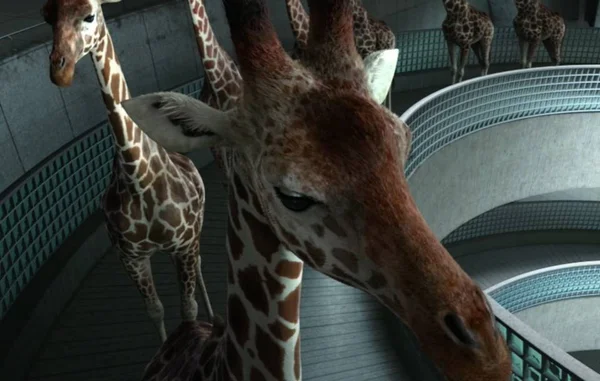 Justiça do DF nega que animais apreendidos com sinais de maus-tratos voltem ao Le Cirque