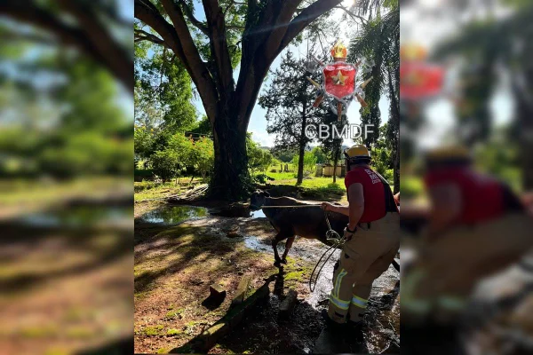 Bezerro cai em piscina e mobiliza bombeiros do DF. Veja fotos