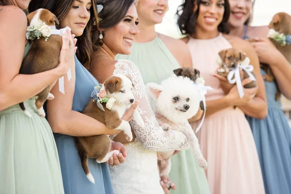 Damas de honra levam filhotes em vez de buquês para casamento