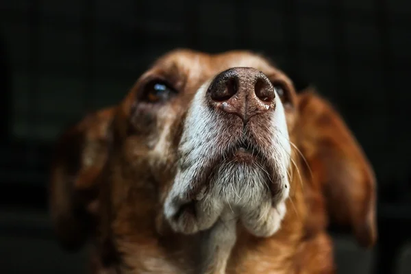 Curiosidade: os cães enxergam no escuro?