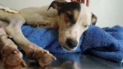 A cachorra se prepara para mais uma cirurgia neste sábado (4/11)