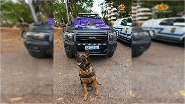 Cachorro, drogas e viatura - Metrópoles