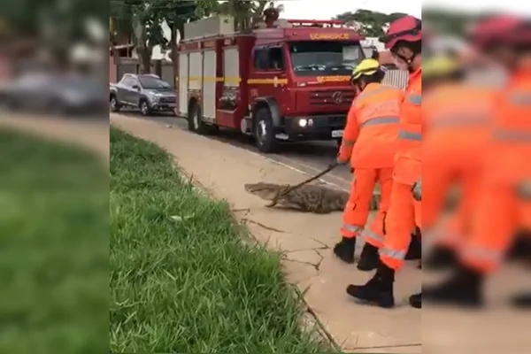 Jacaré desfila em BH e mobiliza bombeiros