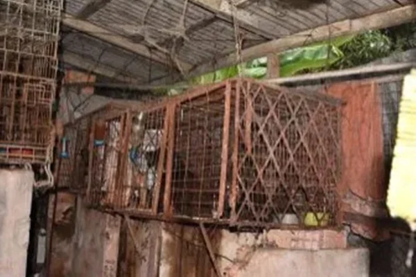 “Situação deplorável”, diz delegada sobre cativeiro de animais